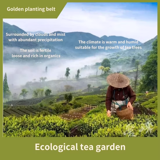 Dehydreated Taro Powder Spray Drying Taro Powder Manufacturer Bubble Tea